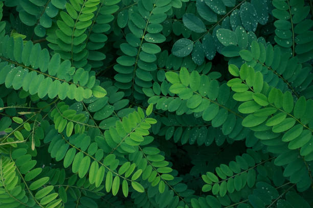 hojas divididas en ovadas a oblongas redondeadas en los extremos y con márgenes lisos. follaje azul verdoso, plumoso y pinnadamente compuesto de robinia pseudoacacia black locust usda símbolo: rops - locust tree black robinia fotografías e imágenes de stock