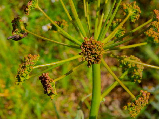vorst. des waldes angélica (angelica sylvestris),wilde pflanze - angelica sylvestris stock-fotos und bilder
