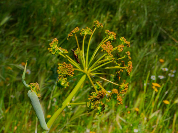 森アン��ジェリカの茎(アンジェリカシルヴェストリス)、野生植物 - angelica sylvestris ストックフォトと画像