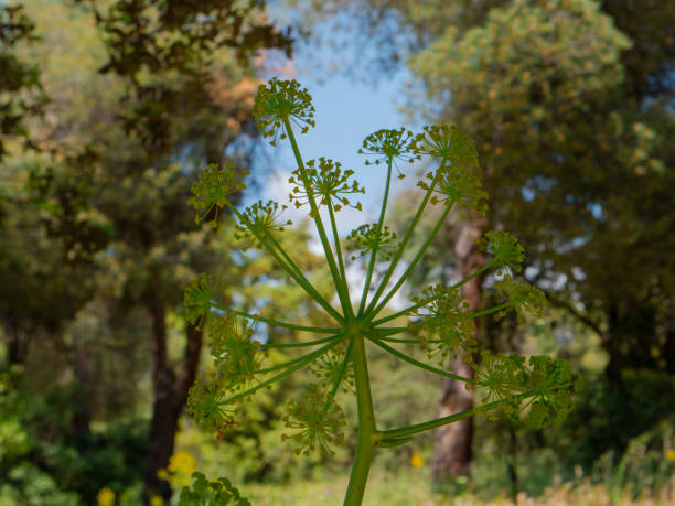 森の茎アンジェリカは森の森の背景を持つ(アンジェリカシルヴェストリス)、野生の植物 - angelica sylvestris ストックフォトと画像