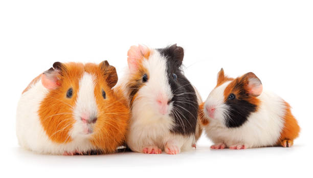 istock Family guinea pigs isolated. 1320923251