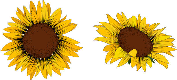 set von zwei sonnenblumen isoliert auf weißem hintergrund. - daisy sunflower stock-grafiken, -clipart, -cartoons und -symbole