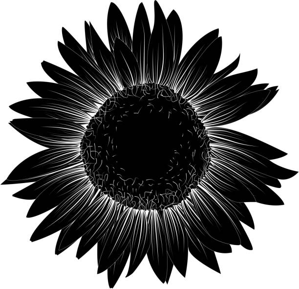 ilustraciones, imágenes clip art, dibujos animados e iconos de stock de girasol negro. ilustración vectorial monocroma. - silhouette beautiful flower head close up