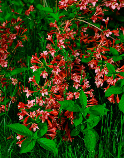 istock A Bush with Beautiful Red Flowers. 1320924201