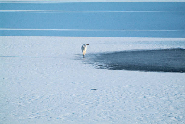 Austria, white heron on frozen lake