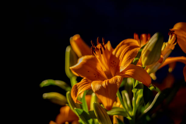 beautiful orange lily blossom