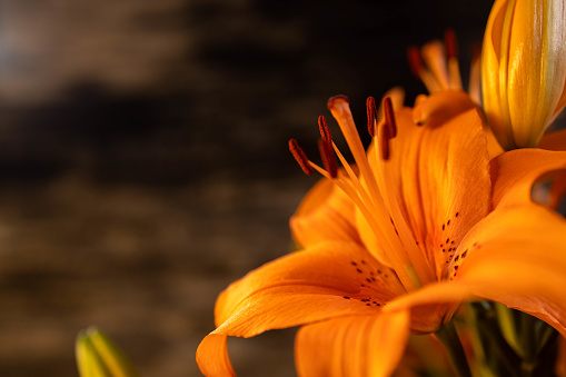 beautiful orange lily blossom