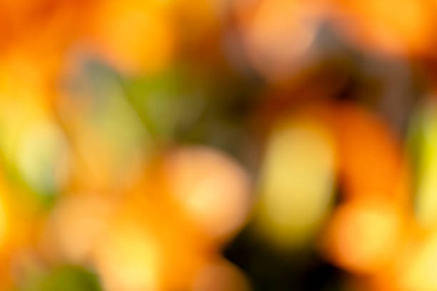 lens flare and blurring light effects of lily blossom