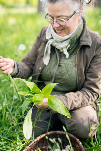 foraging for wild garlic. - herbal medicine nature ramson garlic imagens e fotografias de stock