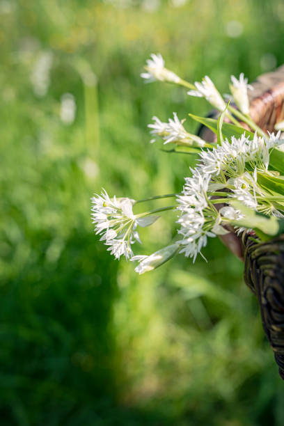 foraggiamento per aglio selvatico. - herbal medicine nature ramson garlic foto e immagini stock