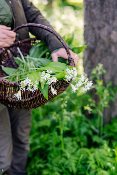 foraging for wild garlic. - herbal medicine nature ramson garlic imagens e fotografias de stock