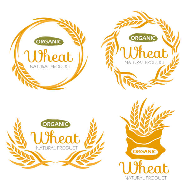 ilustrações, clipart, desenhos animados e ícones de paddy wheat arroz produtos orgânicos de grãos alimentos bandeira sinal vetor design - wheat ears