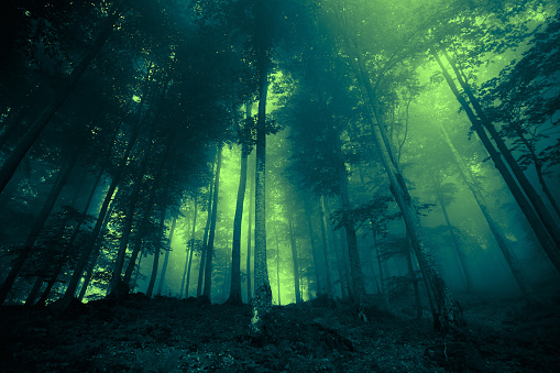Mystical stunning foggy forest background