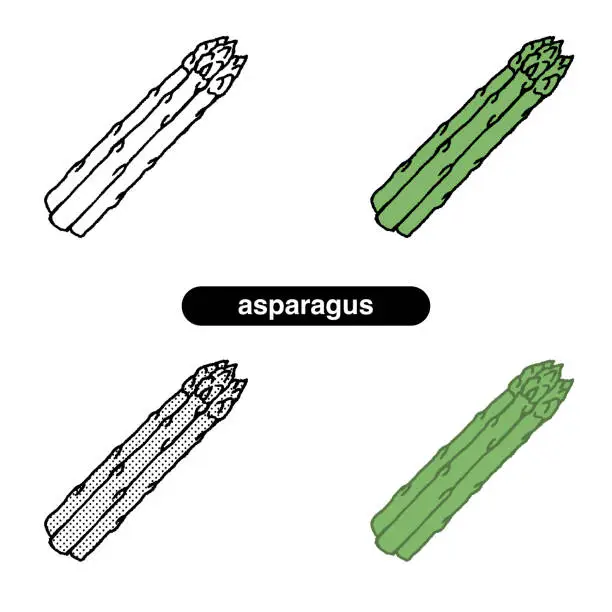 Vector illustration of Asparagus 01-Line Drawing: Color