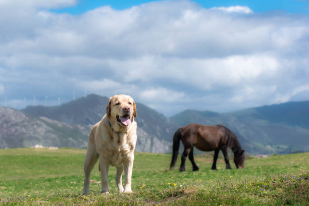Mountain landscape with animals