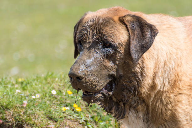 A mastiff full of mud Portrait of a muddy dog spanish mastiff puppies stock pictures, royalty-free photos & images