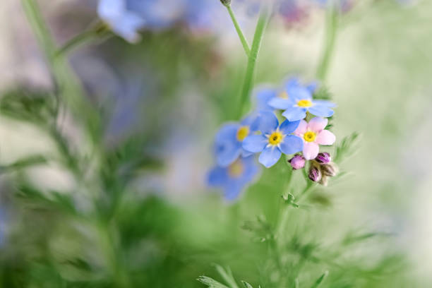 istock Close up of tiny blue forget-me-not flowers (Myosotis sylvatica)  on blurred background. 1320927420