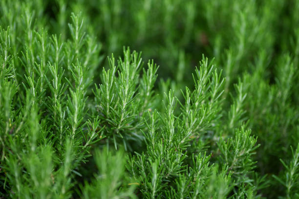 istock Rosemary cultivation bokeh background. Copy space text. 1320927458