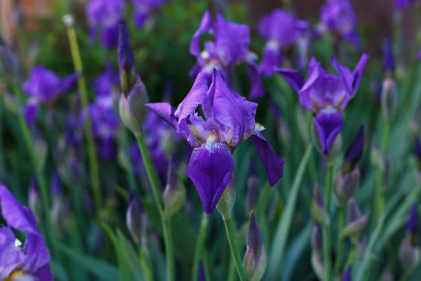 Selective focus, close up of purple iris flower on green garden background. Selective focus, purple iris flower on green garden background. Beautiful violet and purple iris flower in home garden shot with shallow DOF. Concept of nature background iris plant stock pictures, royalty-free photos & images