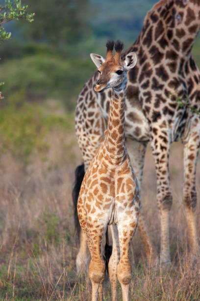 Young Giraffe with Mother stock photo