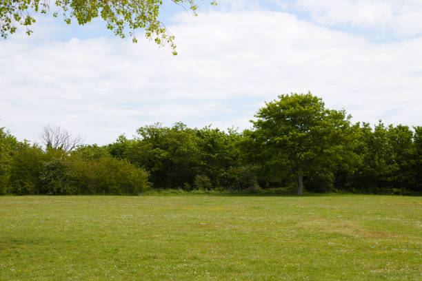 istock Lanscape view of rural field with trees in background 1320930354