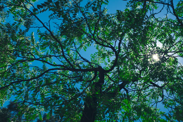 The largest representative of a mostly shrubby genus, black locusts become burly, pictureque Branching tends to fork and become crooked and limby. Branches and twigs with spines. Under the sunbeam in the shade of canopy Black Locust, Honey Locust Robinia pseudoacacia el representante más grande de un género en su mayoría arbustivo, las langostas negras se convierten en árboles maduros fornidos y pictureque. robinia pseudoacacia. la ramificación tiende a bifurcarse y volverse torcida y limba. ramas y ramitas con es