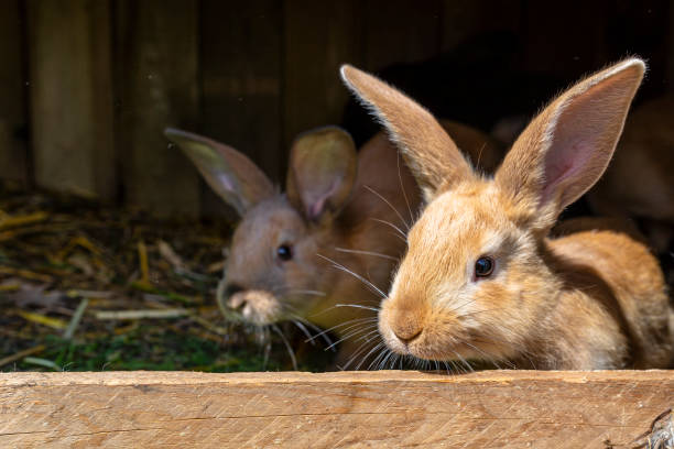 istock Several red-haired breeding rabbits standing in a wooden cage. 1320931551