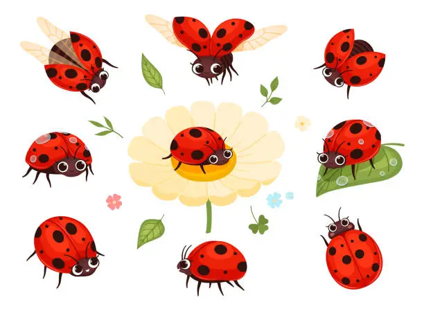 Vector illustration of Red ladybugs. View nature bugs flying summer insects macro closing nowaday pictures collection isolated