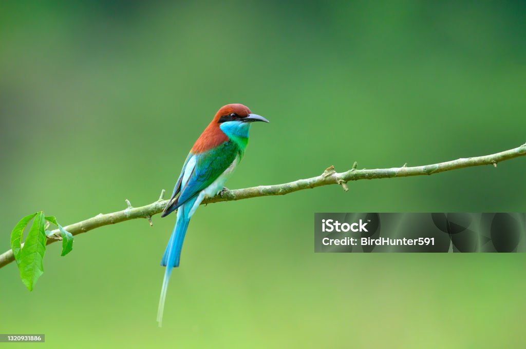 Blue-throated Bee-eater ,Beautiful bird in the wild Bee-Eater Stock Photo