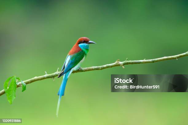 Bluethroated Beeeater Beautiful Bird In The Wild Stock Photo - Download Image Now