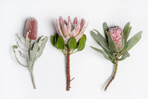 Protea and Banksia flowers in red, pink and purple on a white background, photographed from above.