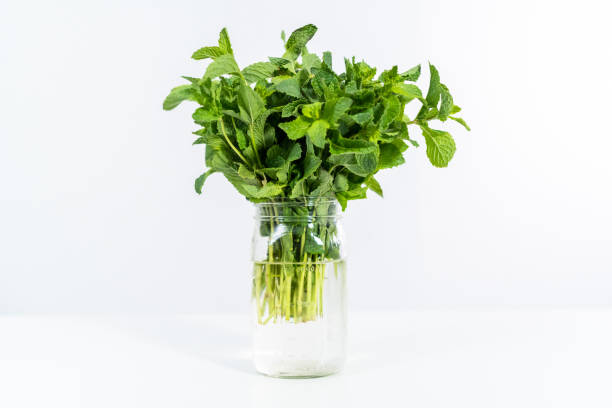istock Fresh mint from the organic garden on a white background. 1320933942