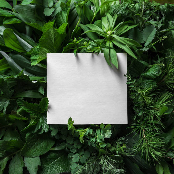 istock Green plants, leaves and blank card 1320934175