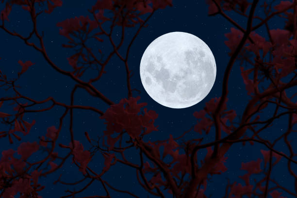 istock Full moon with flowers branch silhouette in the night. 1320934406