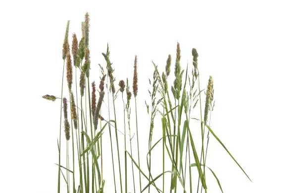 Photo of Common bent grasses spikelet flowers wild meadow plants isolated on white background.