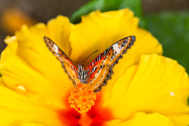 istock exotic butterfly photographed close-up 1320935431