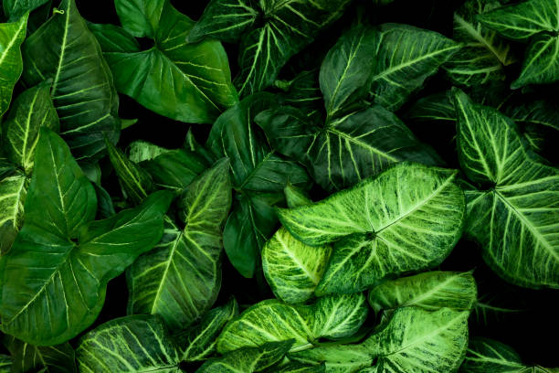istock tropical leaves, abstract green leaves texture, nature background 1320936464