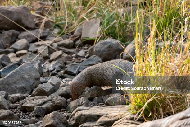 Indian Grey Mongoose Or Herpestes Edwardsii At Ranthambore National Park Or Tiger Reserve Rajasthan India Stock Photo - Download Image Now