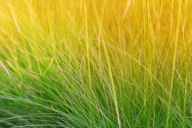 istock Grass at sunset or at dawn. Natural background. Copy space 1320941185