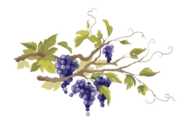 виноградная лоза - векторная иллюстрация. - vineyard stock illustrations