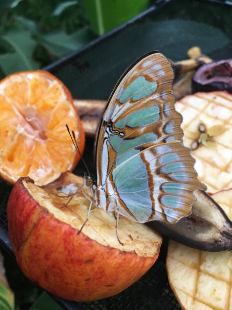 istock Malachite Siporeta Stelenes Butterfly 1320941316