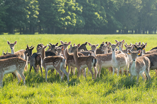 A herd of fallow deer and fawns standing in the sun, in the grassy fields at Phoenix Park, Dublin, in selective focus and some looking at the camera