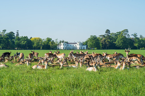 A herd of fallow deer grazing and lazing in the sun with some looking at the camera, in the grassy fields at Phoenix Park, Dublin, with the American Ambassador's residence in the distant background