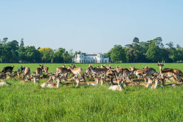 herd of fallow deer and fawns grazing in the sun in Phoenix Park, Dublin A herd of fallow deer grazing and lazing in the sun with some looking at the camera, in the grassy fields at Phoenix Park, Dublin, with the American Ambassador's residence in the distant background fallow deer photos stock pictures, royalty-free photos & images