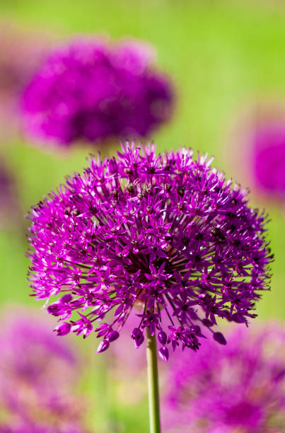 istock Flower bed with purple blooming allium flowers in springtime 1320943521