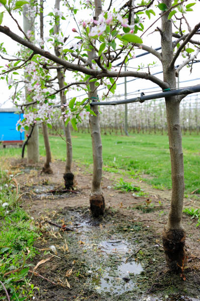 istock Irrigation equipment system in an apple orchard 1320944714