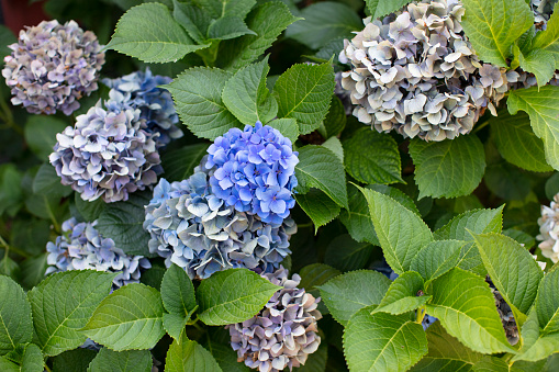 A bumble bee gathers pollen from a blue hydrangea flower in a Cape Cod garden,