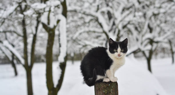istock Tuxedo cat in snow 1320945417