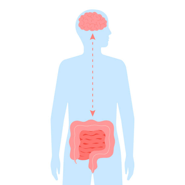 Relation health of brain and intestine gut. Connection healthy of human brain and gut, second brain. Unity of mental and digestive. Vector flat cartoon illustration Relation health of brain and intestine gut. Connection healthy of human brain and gut, second brain. Unity of mental and digestive. Vector flat illustration human intestine stock illustrations