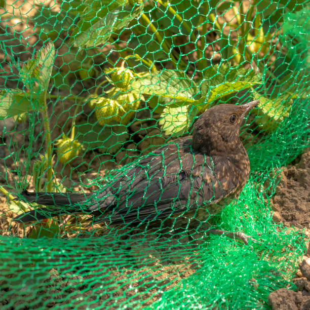 istock Young blackbird is caught in a net in a strawberry field 1320950937